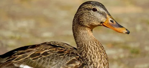 Grippe aviaire : un élevage contaminé en Vendée