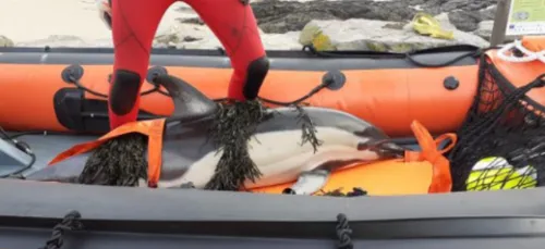 La Turballe : deux dauphins piégés par la marée basse