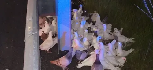 Des pigeons sèment la pagaille sur une autoroute en pleine nuit...