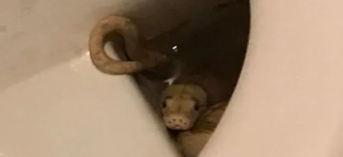 Un homme mordu par un python en allant aux toilettes (Photos)