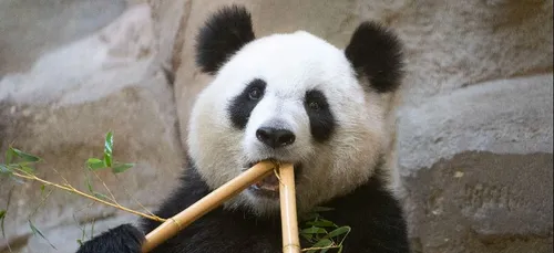 La femelle panda du Zoo Parc de Beauval attend un bébé