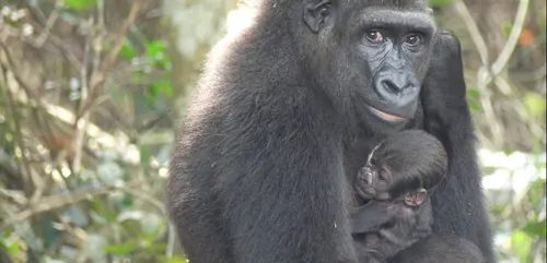 Une gorille du zoo de Beauval réintroduite au Gabon donne naissance...