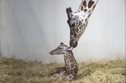 Un bébé girafe est né au ZooParc de Beauval ! (vidéo)